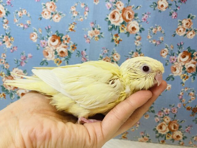 サザナミインコ