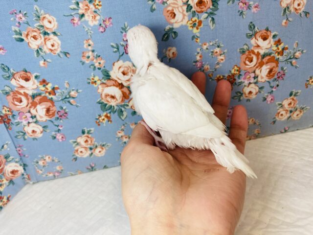 純白ホワイト❤︎人気の!ダブルファクターさん入舎です🤍🖤 セキセイインコ