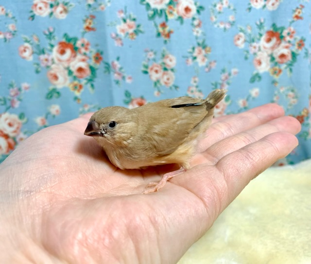 錦花鳥（キンカチョウ）