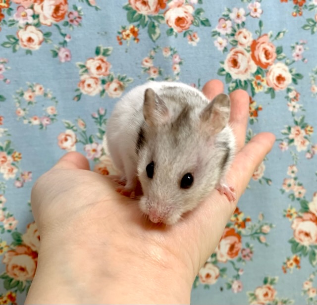 ゴールデンハムスター