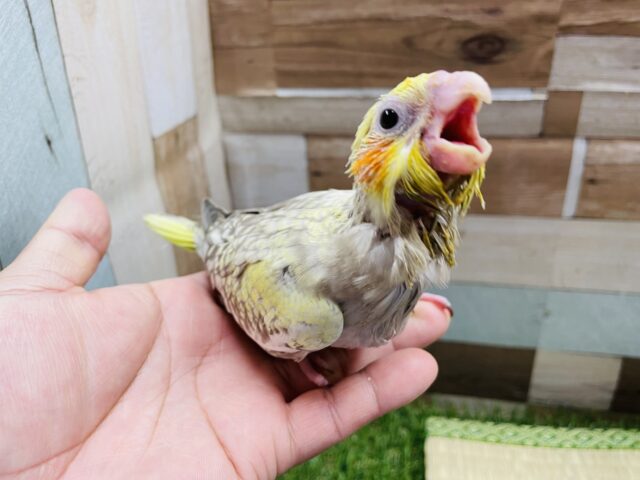 オカメインコ