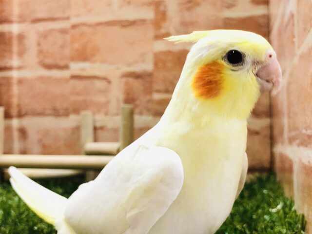 オカメインコ