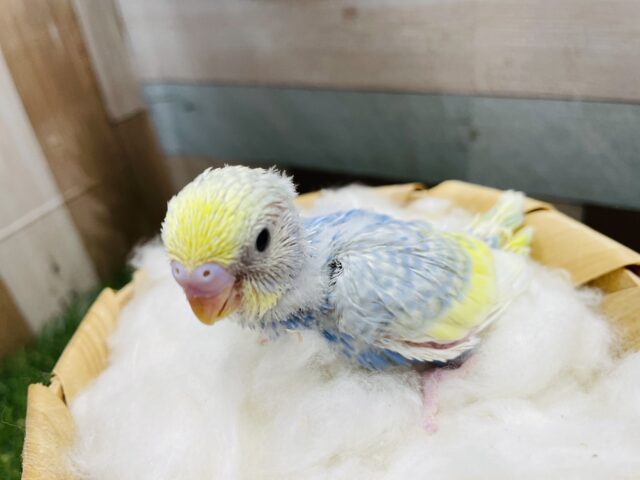 セキセイインコ