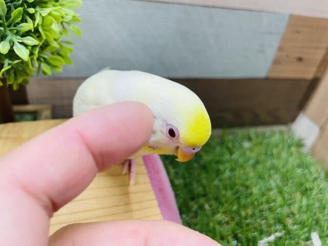 セキセイインコ