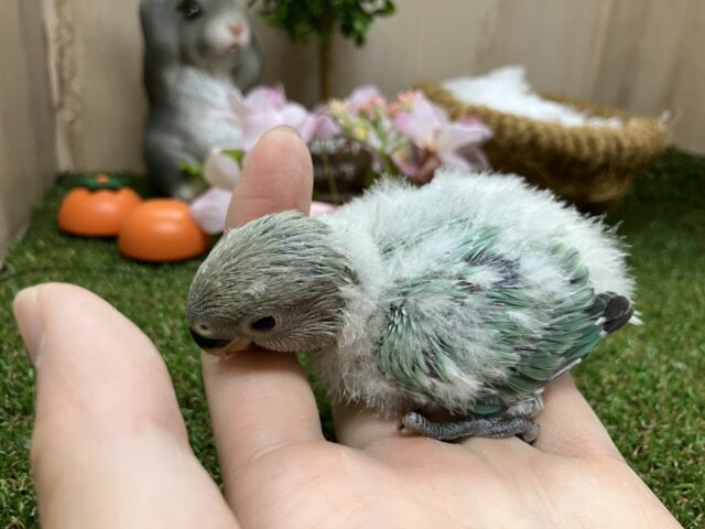 コザクラインコ（小桜インコ）