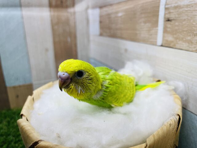 セキセイインコ