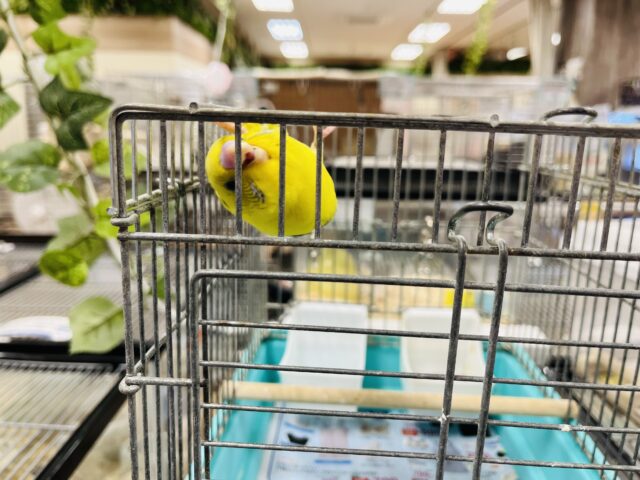 セキセイインコ