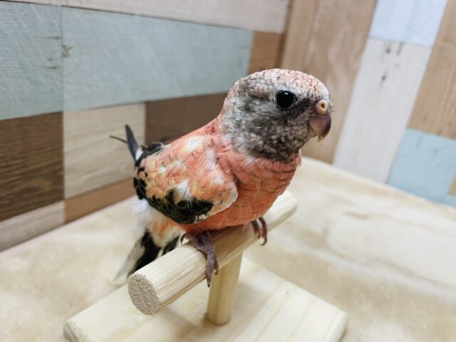 最新画像あります☆ヒナ餌卒業のロゼちゃんです♪アキクサインコのローズ! アキクサインコ(秋草インコ)