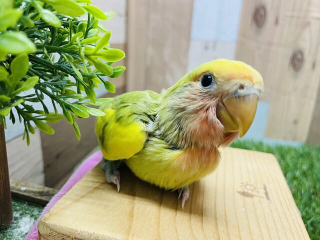 コザクラインコ（小桜インコ）