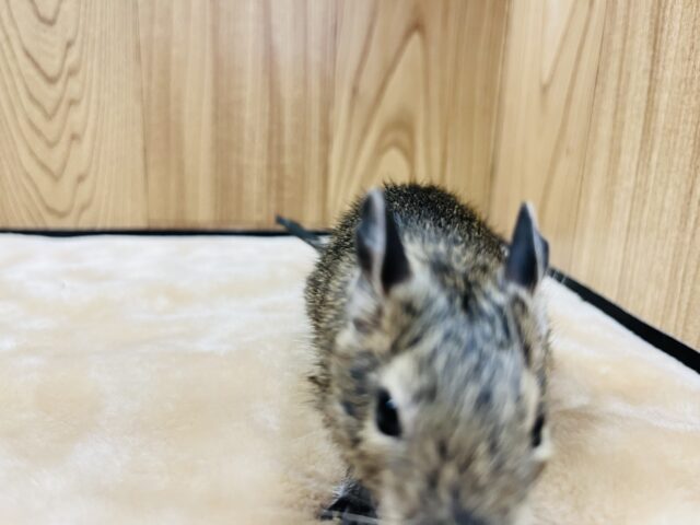 【動画更新🪄】ミルク大好き♡デグーベビー(ノーマル)男の子 デグー