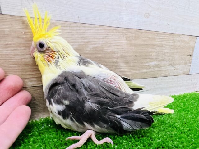 オカメインコ