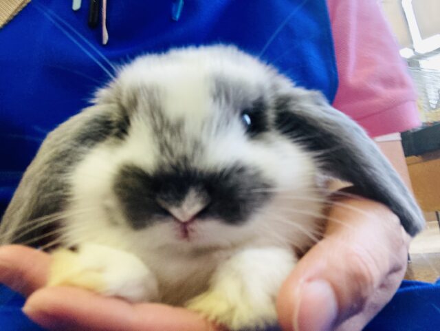 ロップイヤーラビット