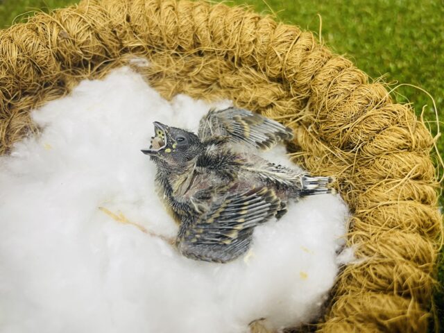 錦花鳥（キンカチョウ）