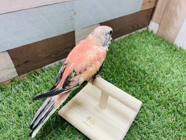 最新画像あります☆ヒナ餌卒業のロゼちゃんです♪アキクサインコのローズ! アキクサインコ(秋草インコ)