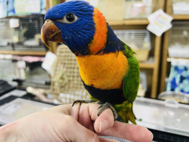 ゴシキセイガイインコ