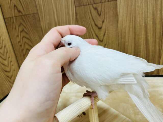 【動画更新🪄とってもお利口さん☆】天使みたい♡かわいすぎるオキナインコ(アルビノ)ヒナ オキナインコ