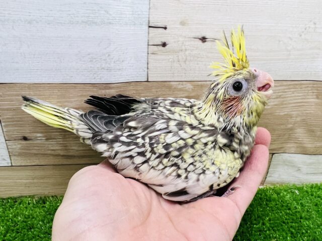オカメインコ
