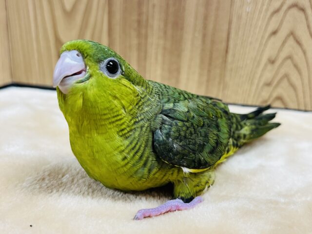サザナミインコ