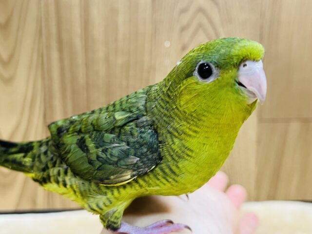 サザナミインコ