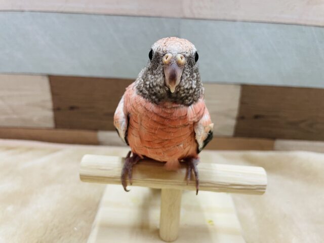 アキクサインコ（秋草インコ）