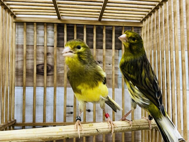 ローラーカナリア