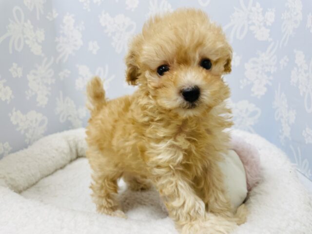 トイプードル