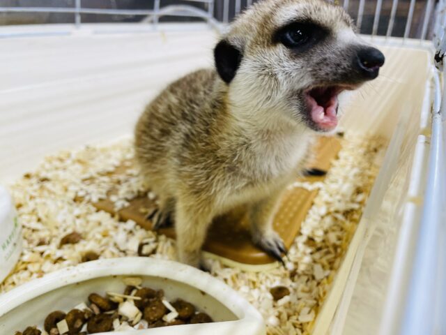 ミーアキャット