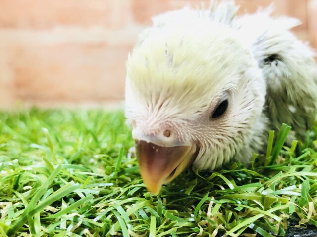 コザクラインコ（小桜インコ）