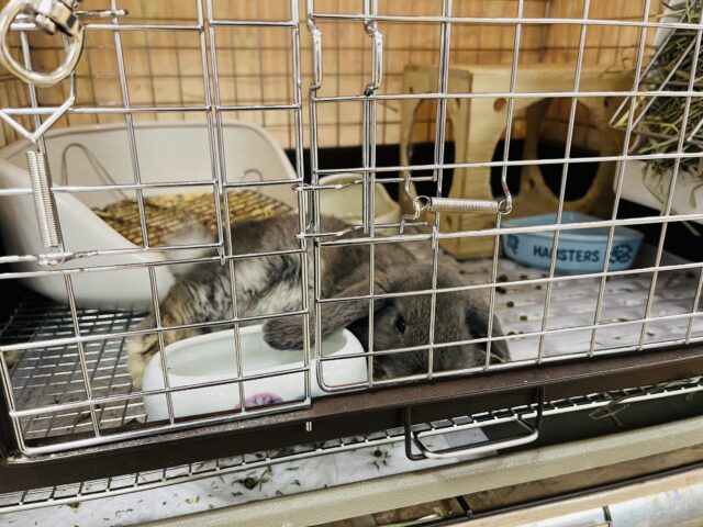 ロップイヤーラビット