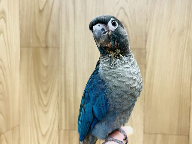 ホオミドリウロコインコ