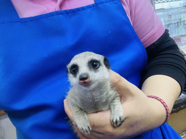 ミーアキャット