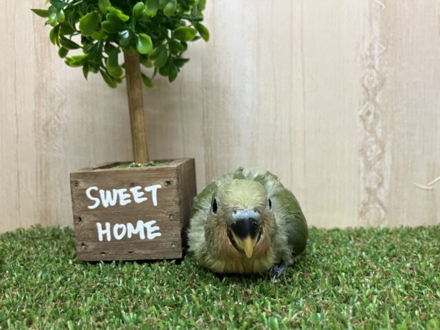 コザクラインコ（小桜インコ）