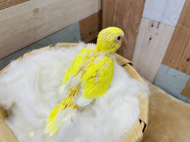 セキセイインコ