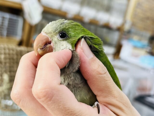 オキナインコ