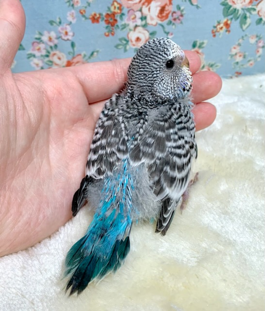 ジャンボセキセイインコ
