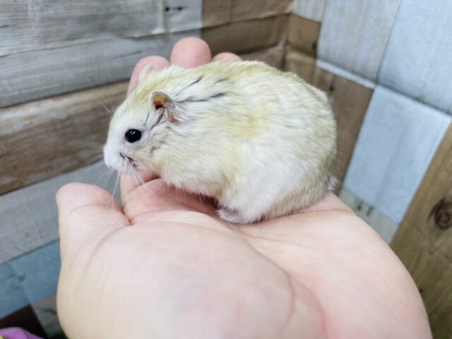 ジャンガリアン