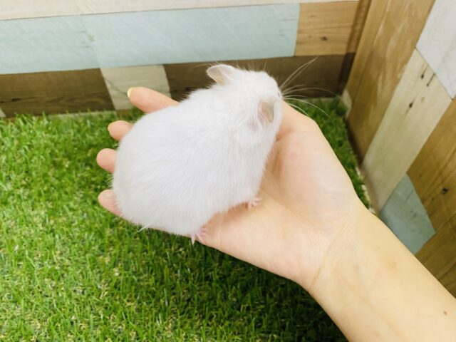 ゴールデンハムスター