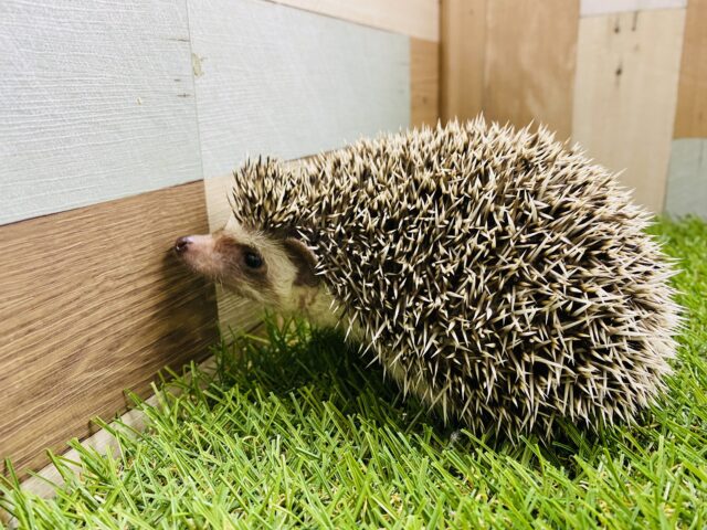 ハリネズミ（ヨツユビハリネズミ）