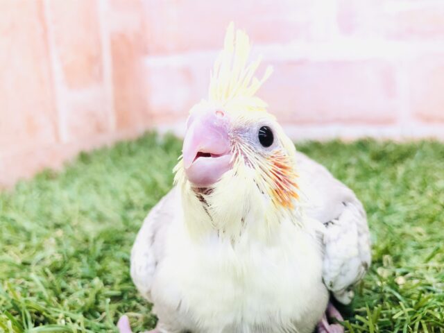 オカメインコ
