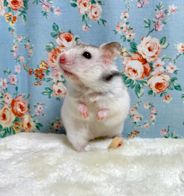 ゴールデンハムスター