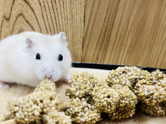 ドワーフハムスターの1種