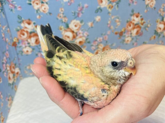 まったりおっとり🧡ローズ秋草インコさんです🧡 アキクサインコ(秋草インコ)