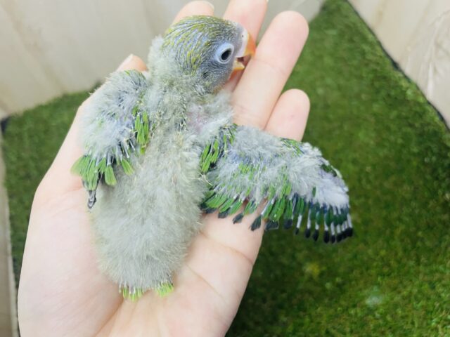 ルリゴシボタンインコ
