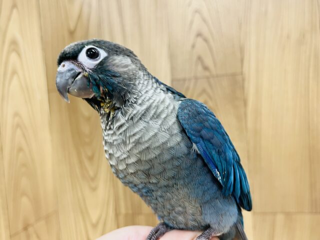 ホオミドリウロコインコ