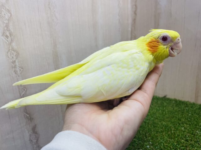 オカメインコ