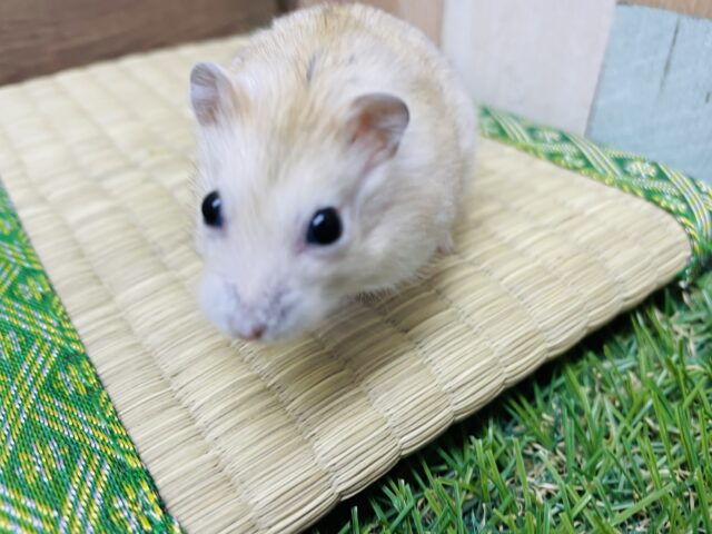 ジャンガリアン