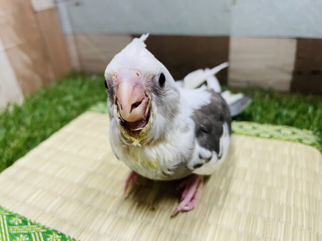 オカメインコ