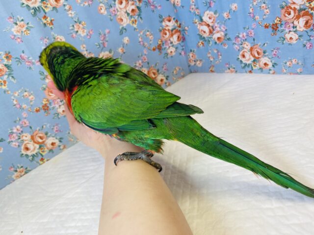 ゴシキセイガイインコ