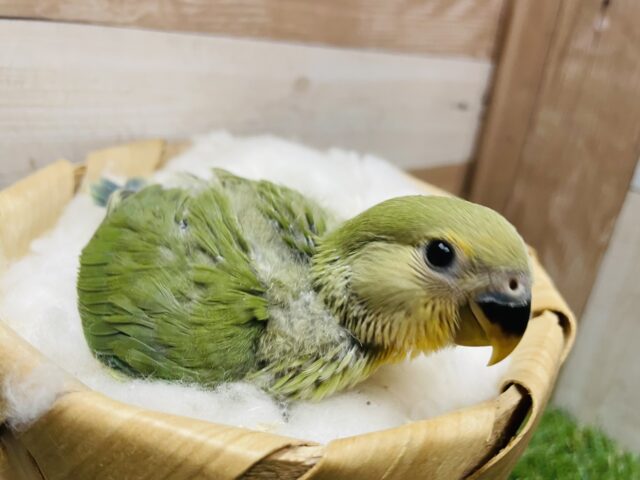 コザクラインコ（小桜インコ）