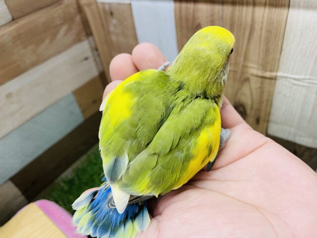 コザクラインコ（小桜インコ）